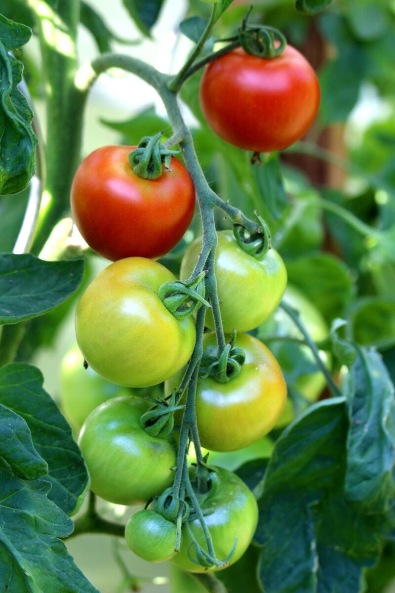 tomat planta
